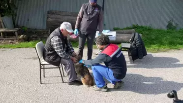 Düzce'de Sokak Hayvanları İçin Yerinde Sahiplendirme Çalışmaları Başlatıldı