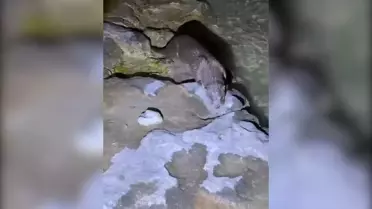 Halfeti'de Nesli Tükenme Tehlikesindeki Su Samuru Görüntülendi