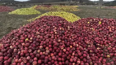 Isparta'da Kuraklık Elma Hasadını Olumsuz Etkiledi