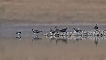 Kabaklı Göleti Kuruyor