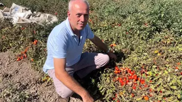 İngiltere'den Tarıma Yatırım: Seçim Gezegen'in Başarı Hikayesi