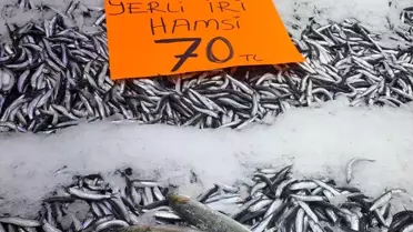 Ordu'da Hamsi Fiyatları Düşüyor