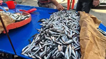 Süleymanpaşa'da Hamsi ve Sardalya Fiyatları Düşüşte