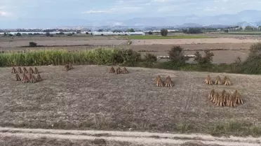 Manavgat Altın Susamı AB'de Tescilleniyor