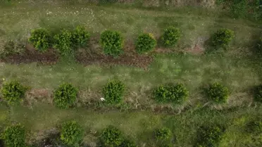 İnhisar'da Deve Dişi Nar Üretimi Korundu