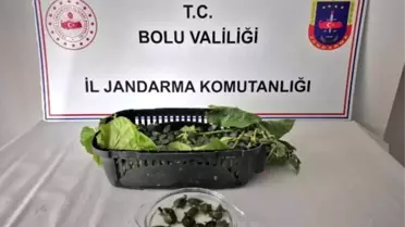 Bolu'da Yasaklı 500 Kaplumbağa Ele Geçirildi