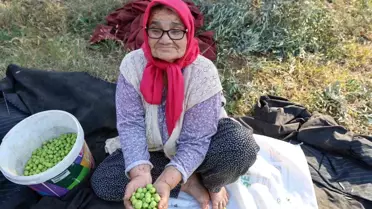Adana'da Zeytin Hasadı Başladı