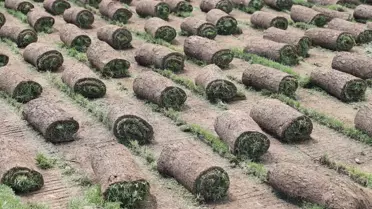24 yılda 50 kat büyüdü! Köyden kente göçü tersine çeviren tesis