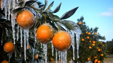 Adana'daki Üreticilere 717 Milyon Lira Destek