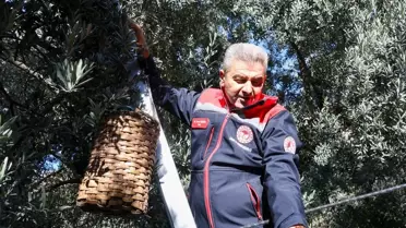 Butko Zeytini Hasadı Başladı