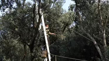 Butko Zeytini Hasadı Başladı
