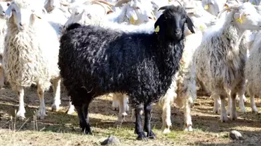 Keçi Üretimi İçin 3 Milyon Destek