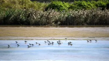 Guangdong 300.000 Göçmen Kuşu Ağırlayacak