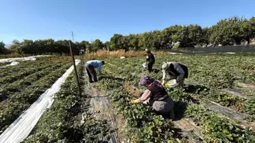 Erzincan'da Çilek Üretim Hedefi 15 Ton