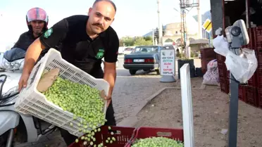 Fethiye'de Zeytin Hasadı Devam Ediyor