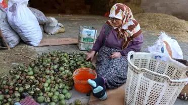 Köşk’te Ceviz Hasadı ve Geleneksel İşleme