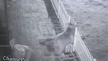 Köy Evine Bozayı Saldırdı