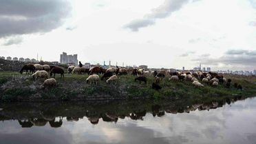 Küçükçekmece Gölü'nde Kirlilik Alarmı