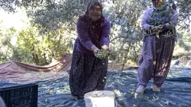Mersin'de Üreticiler Zeytin Hasadının Keyfini Çıkarıyor