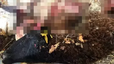 Koyun Sürüsi Kurt Saldırısına Uğradı