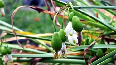 Samsun'da Tıbbi Bitki Üretiminden 1.2 Milyon TL Kazanç