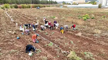 Sivas'ta Patates Hasadı Başladı