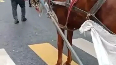 Yaya Geçidine At Arabası Park Etti, Cezası 993 TL