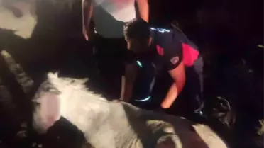 Hatay'da Balçığa Saplanan Eşek Vinçle Kurtarıldı