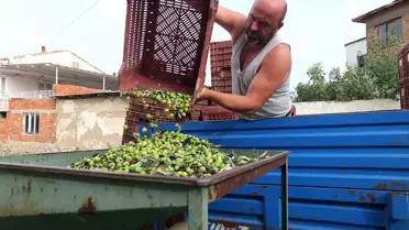 Burhaniye'de Yeşil Zeytin Hasadı Başladı