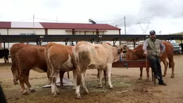 Bayburt Canlı Hayvan Pazarı Yeniden Açıldı