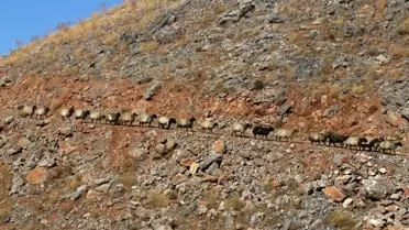 Göçerler Bitlis'ten Dönüşte