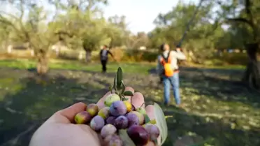 Zeytin Üretiminde %35 Düşüş Bekleniyor
