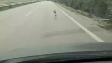 Yağmurda Koşan Terk Edilmiş Köpek