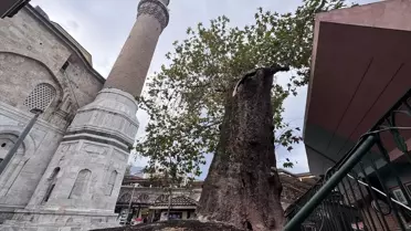 Ulu Cami Bahçesindeki Tarihi Çınar Dalı Kırıldı