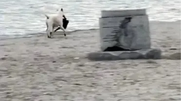 Köpek Kadının Çantasını Çaldı