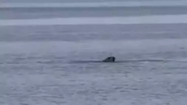 Çeşme'de Akdeniz foku, avladığı ahtapotu yerken görüntülendi