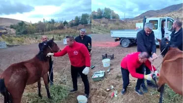Hakkari'de Kırık Ayağı Olan At Kurtarıldı