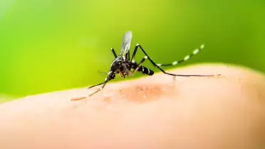 İzlanda'da bir ilk! Doğada sivrisinek tespit edildi