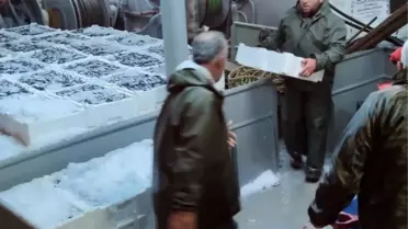 Kastamonu'da 440 Ton Hamsi Karaya Çıkarıldı