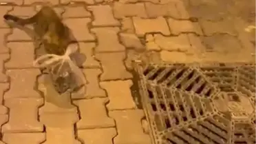 Bunun adı saf kötülük! Kedinin başına poşet bağladılar