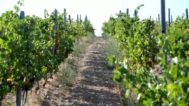 Kırklareli'nde Don Zararı Desteği