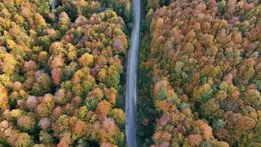 Sonbaharda Longoz ve Istranca Ormanları