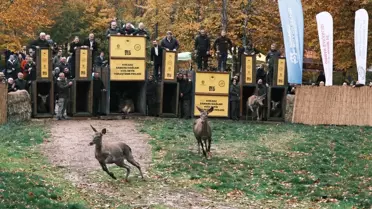 Kızılgeyikler Doğaya Salındı