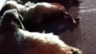 Muş'ta Otomobil Koyun Sürüsüne Çarptı