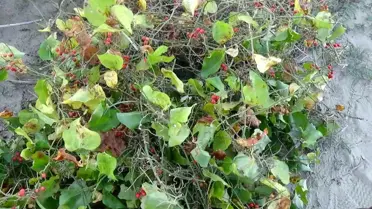 Yılbaşı Uğuru: Kokina Çiçeği Toplanıyor