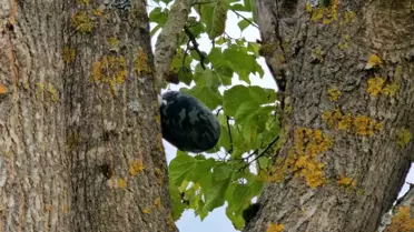Çaycuma'da Kayıp Genç Kızın Cansız Bedeni Bulundu