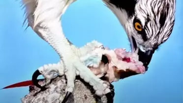 Bursa'da Balık Kartalı Görüntülendi