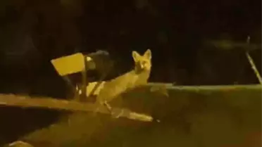 Tilki Kümese Daldı