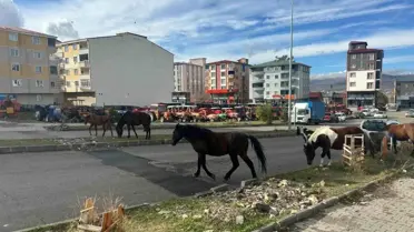 Ardahan'da Başıboş Atlar Trafiği Tehdit Ediyor