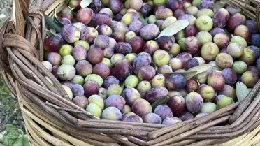 2025-2026 Zeytin Rekoltesi Beklentisi